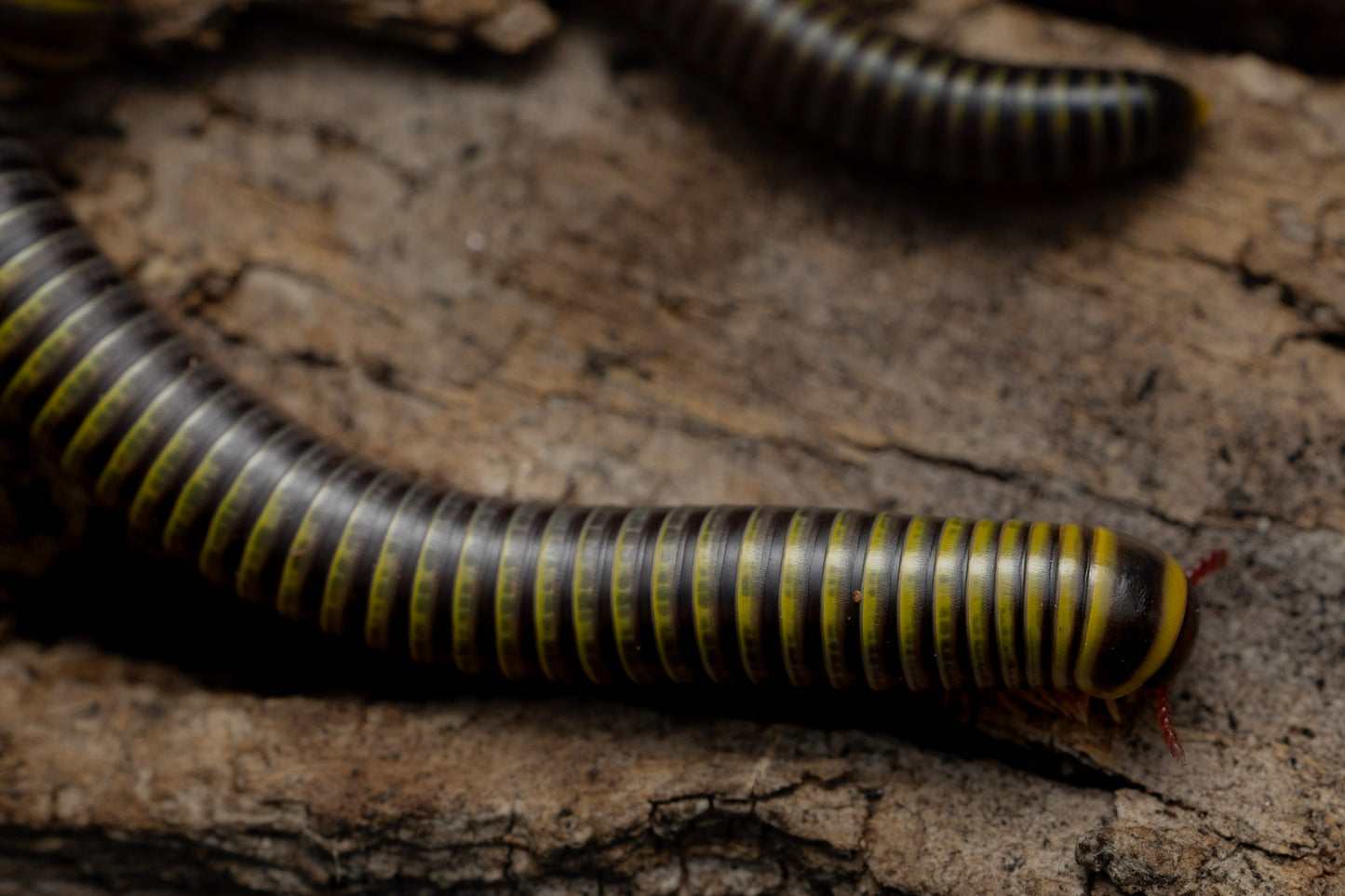 Anadenobolus monilicornis "Bumblebee Millipede"