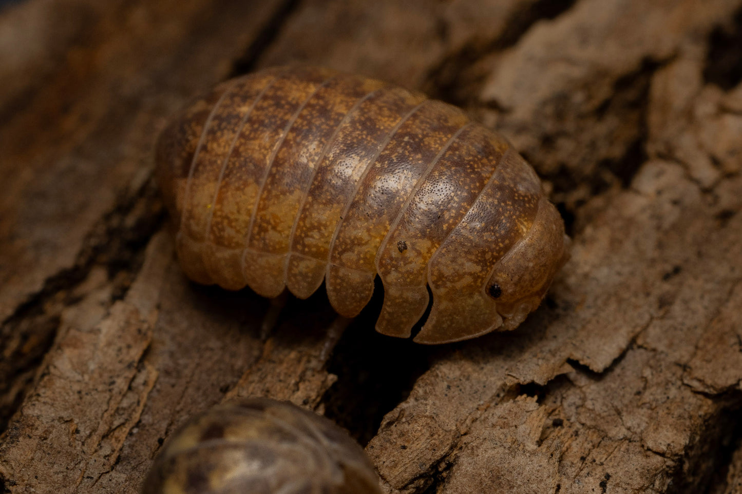 Helleria brevicornis