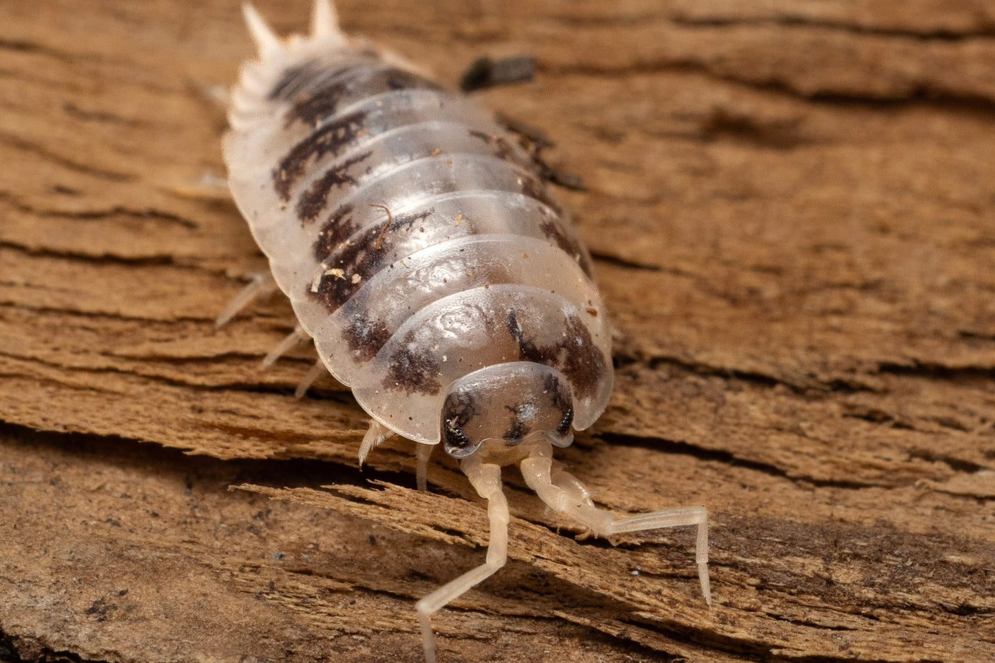 Porcellio laevis 'Dairy Cow'