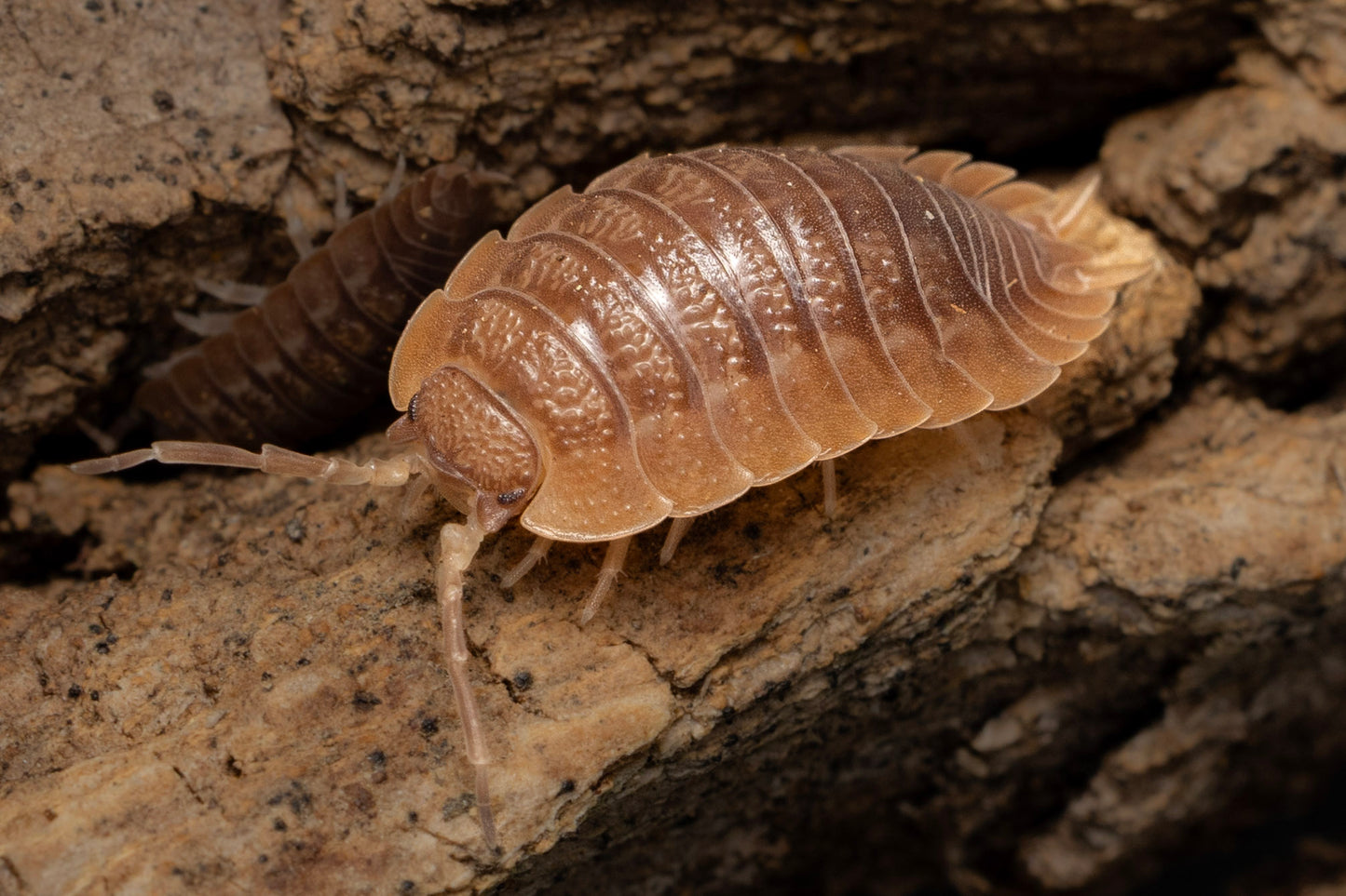 Porcellio dilatatus 'Giant Canyon'