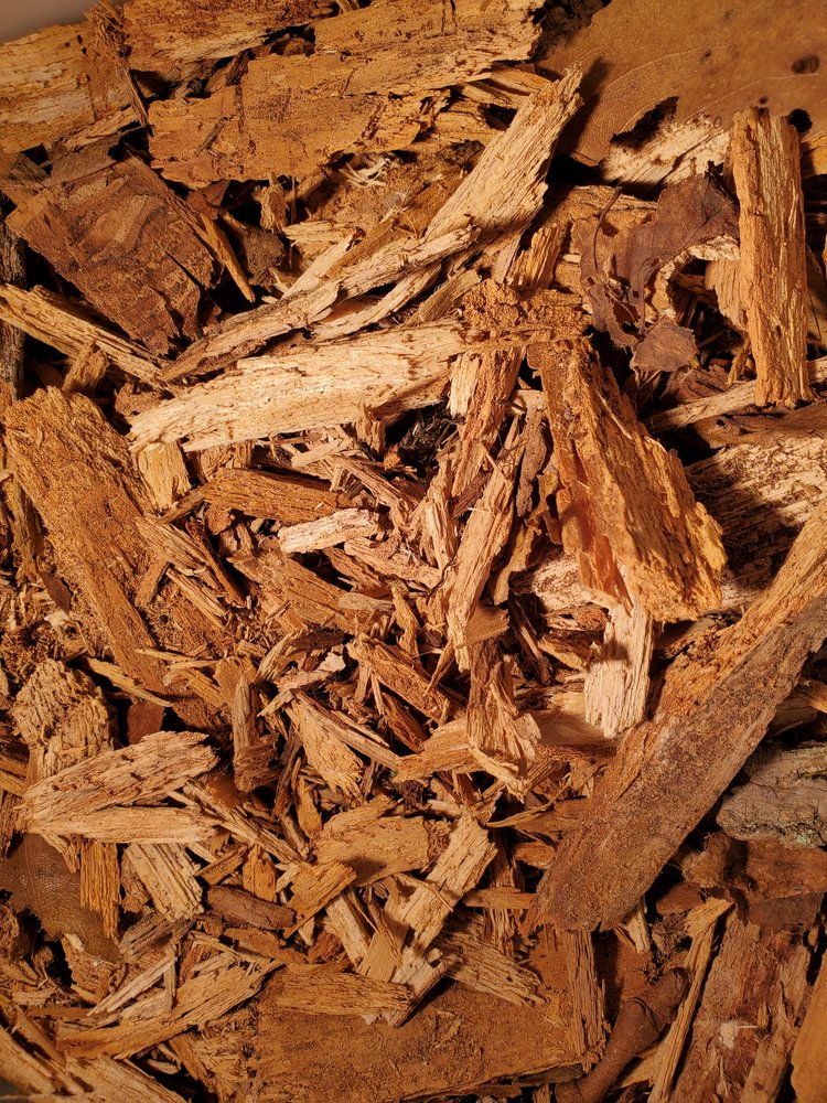 Decaying Wood