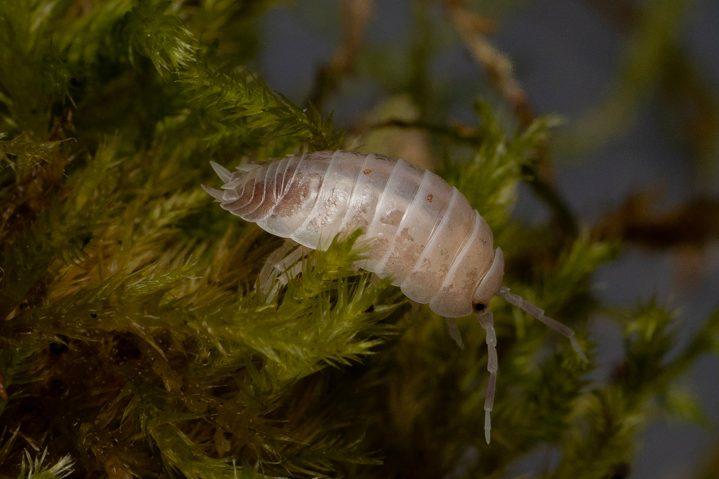 Porcellio laevis 'Milkback'