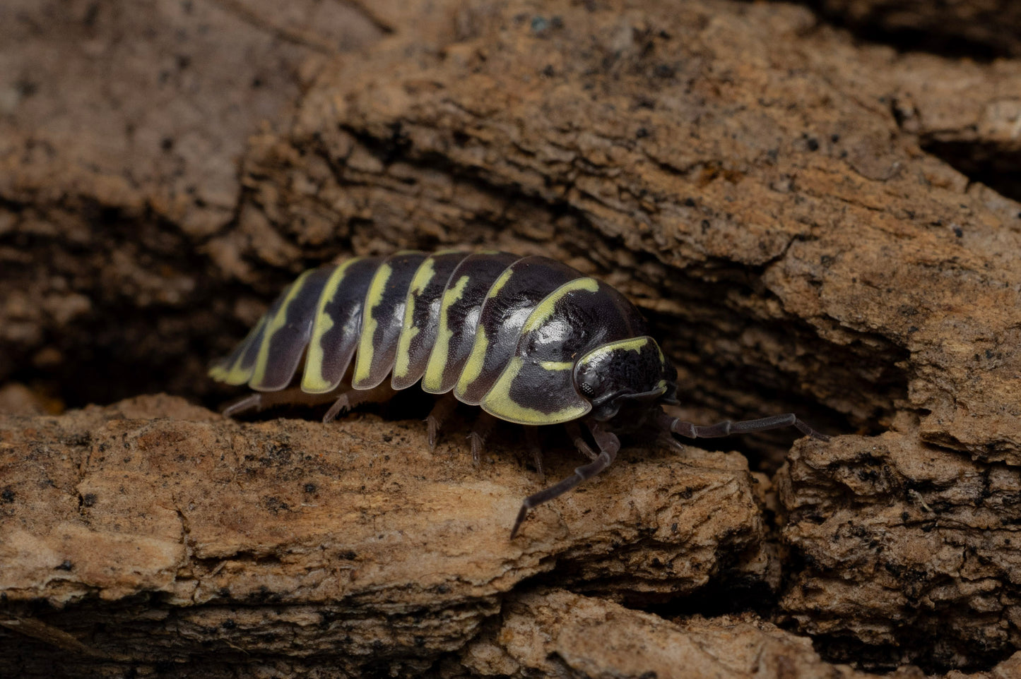 Armadillidium maculatum 'Yellow Zebra'