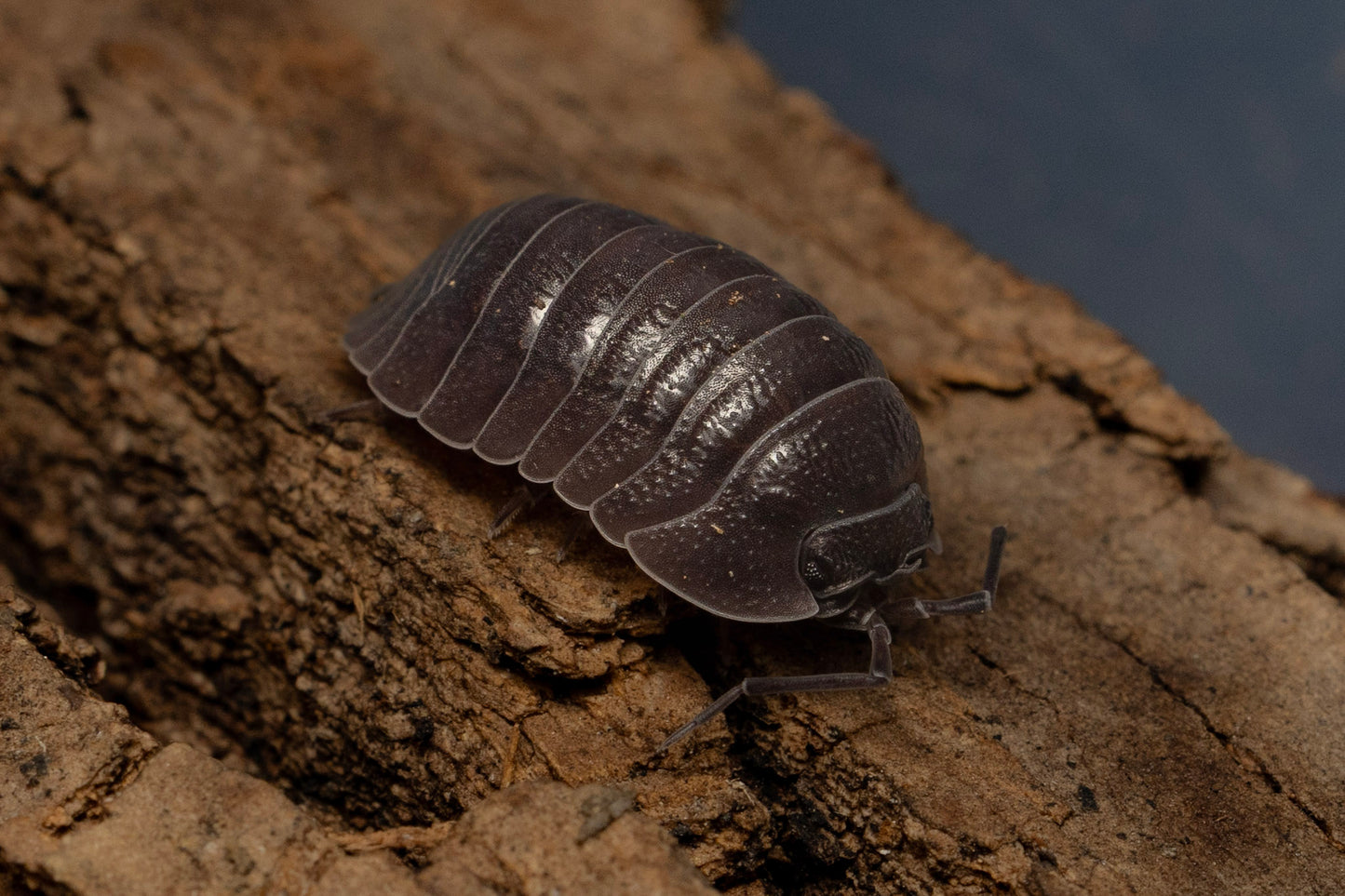 Armadillidium frontirostre