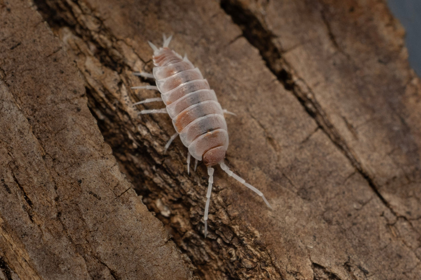 Porcellionides pruinosus 'Orange Cream'