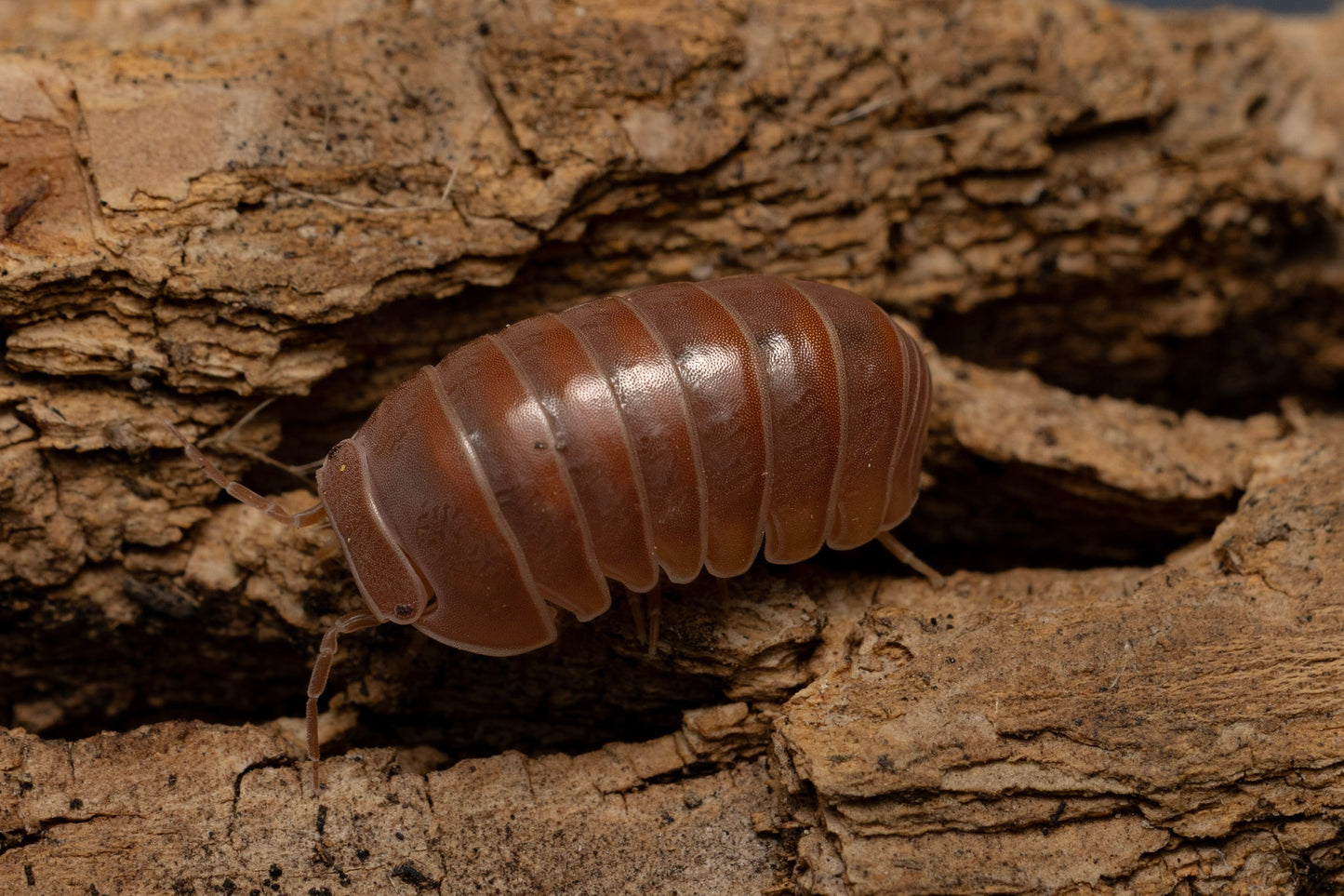 Armadillo offcinalis 'Red'