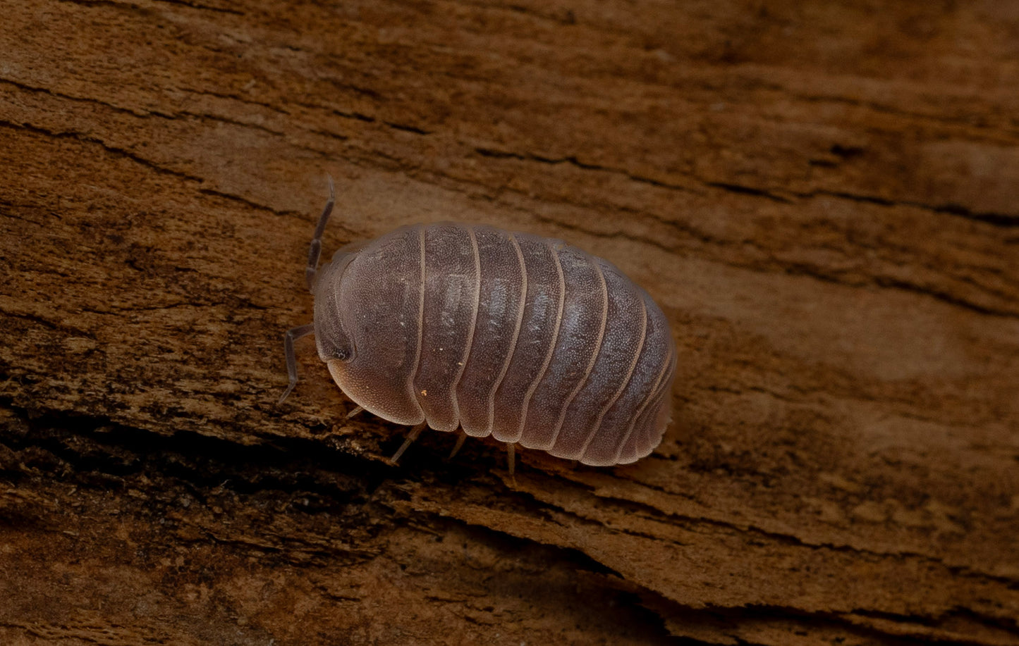 Cubaris murina