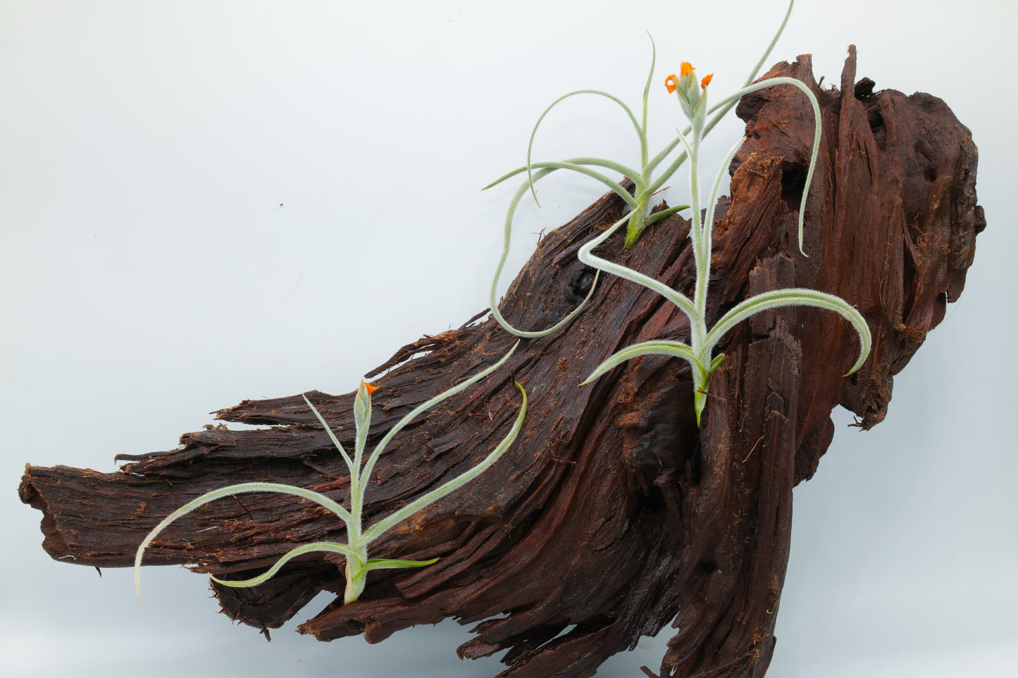 T. crocata 'Fragrant Orange Flower'