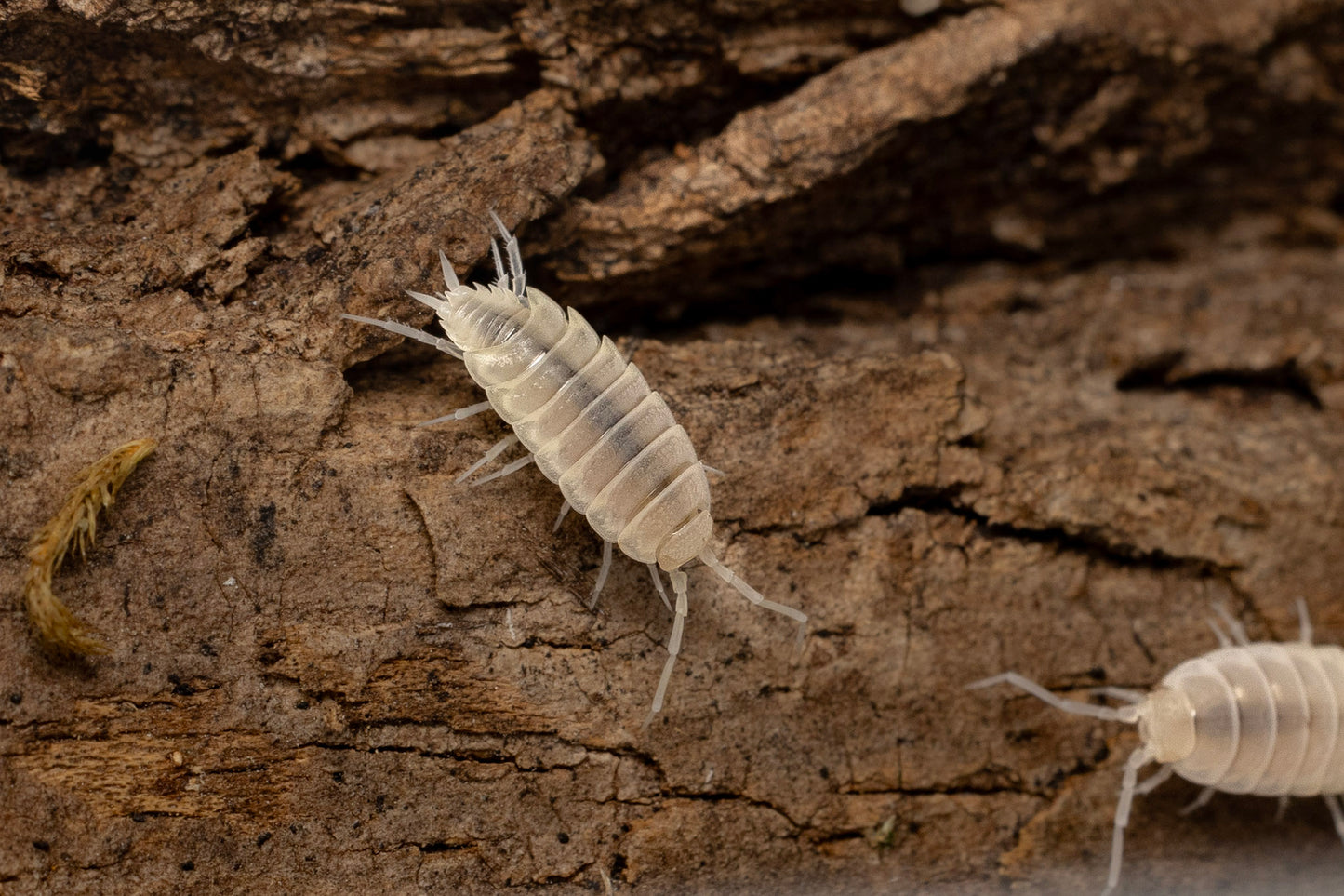 Porcellionides pruinosus 'Whiteout'