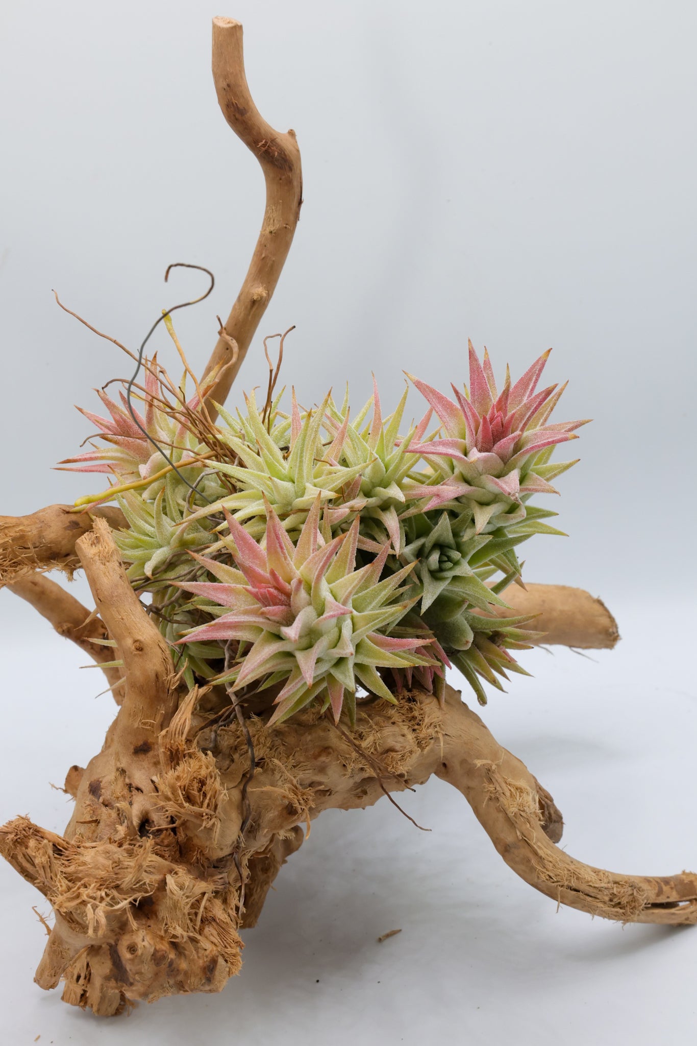 T. ionantha v. vanhyningii