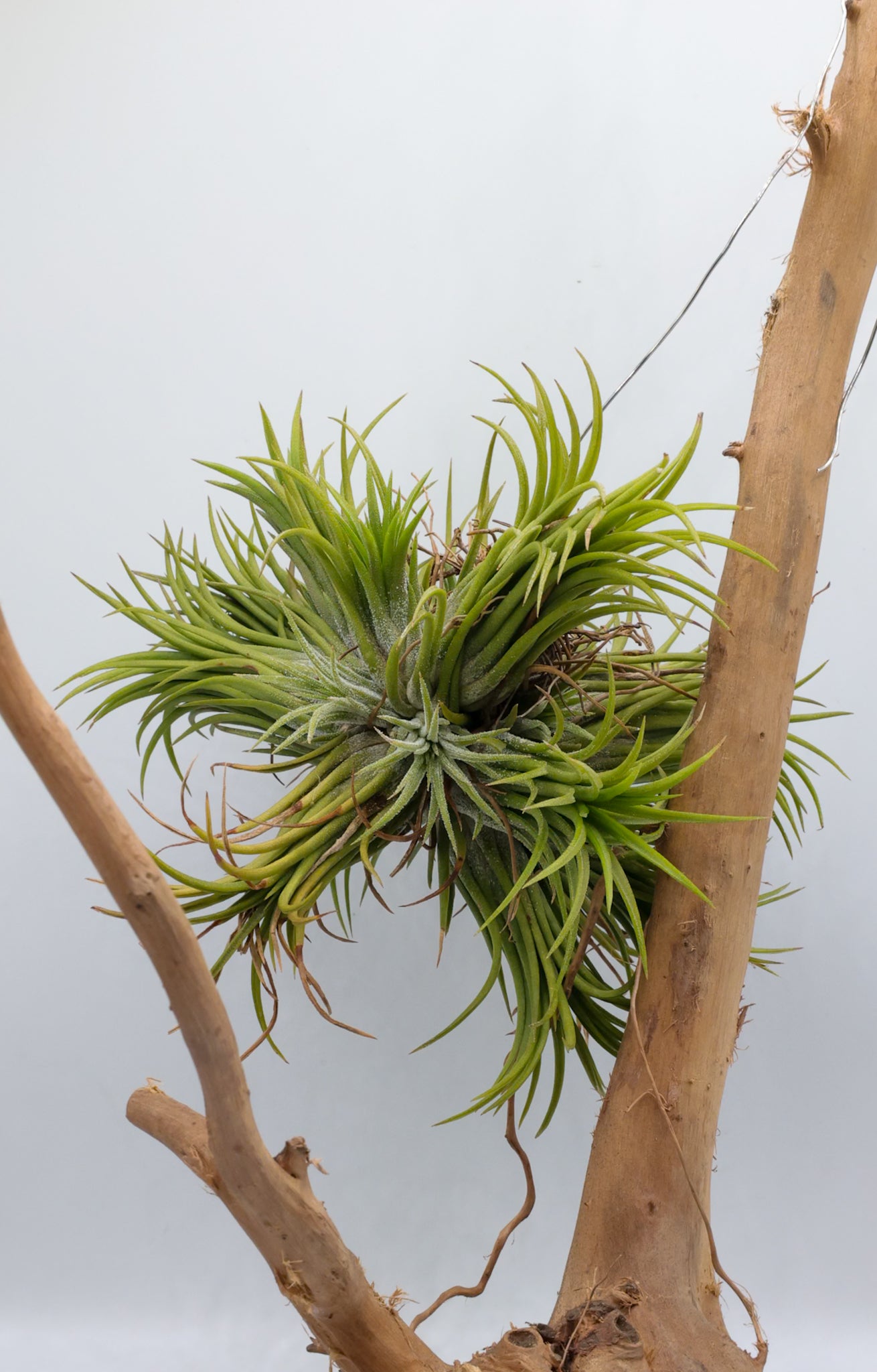 T. ionantha Fuego