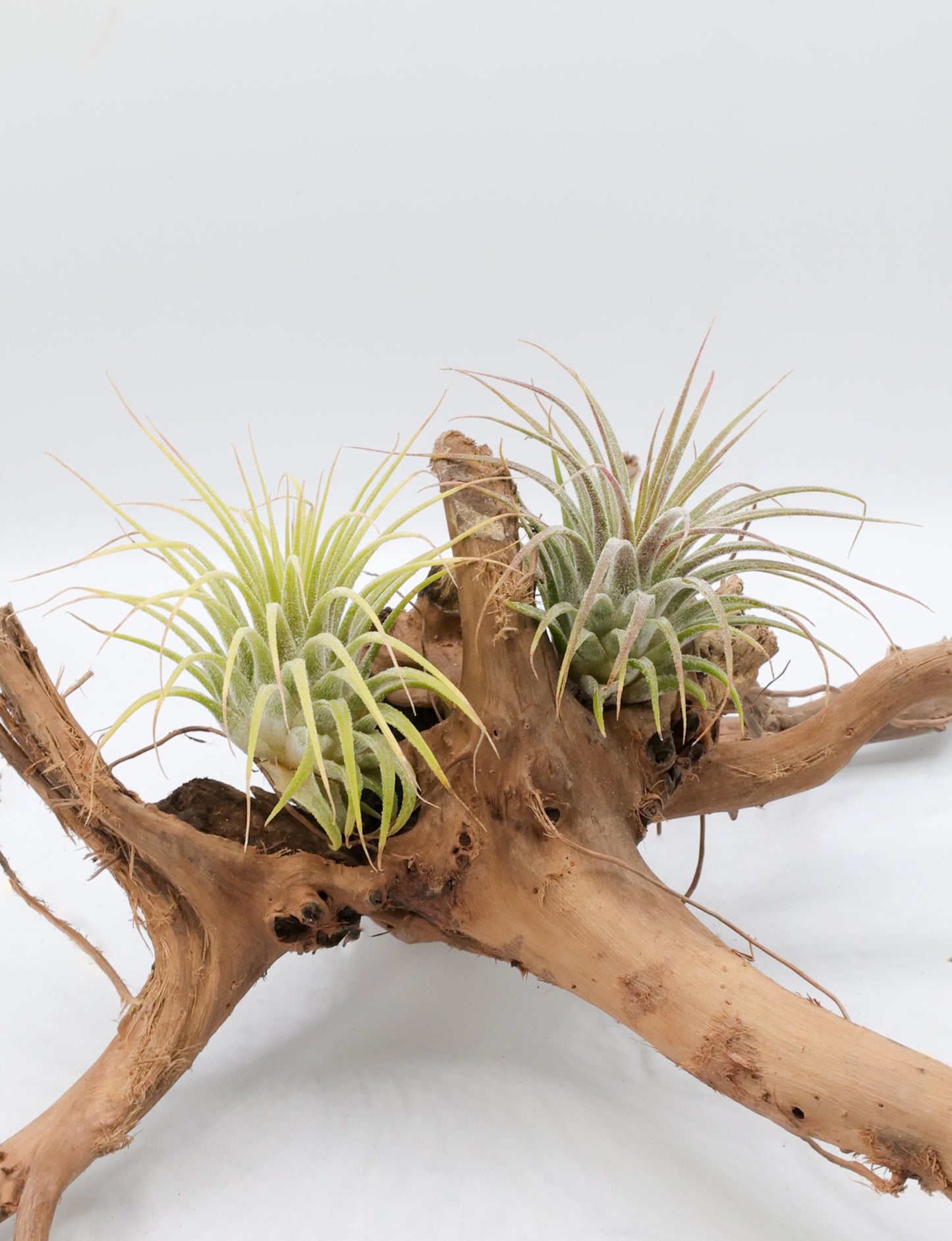 T. ionantha 'Guatamala'