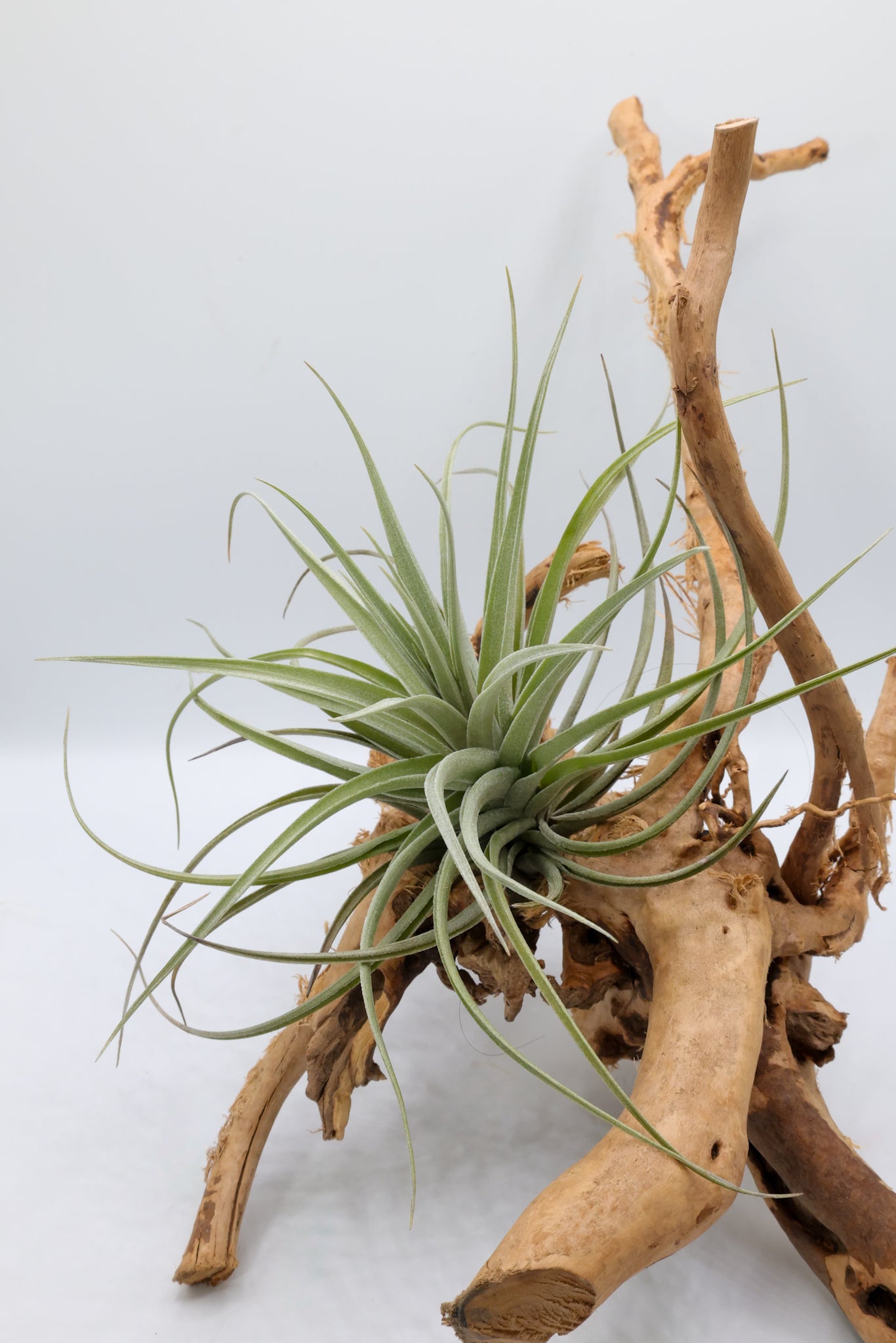 T. stricta 'White Angel'