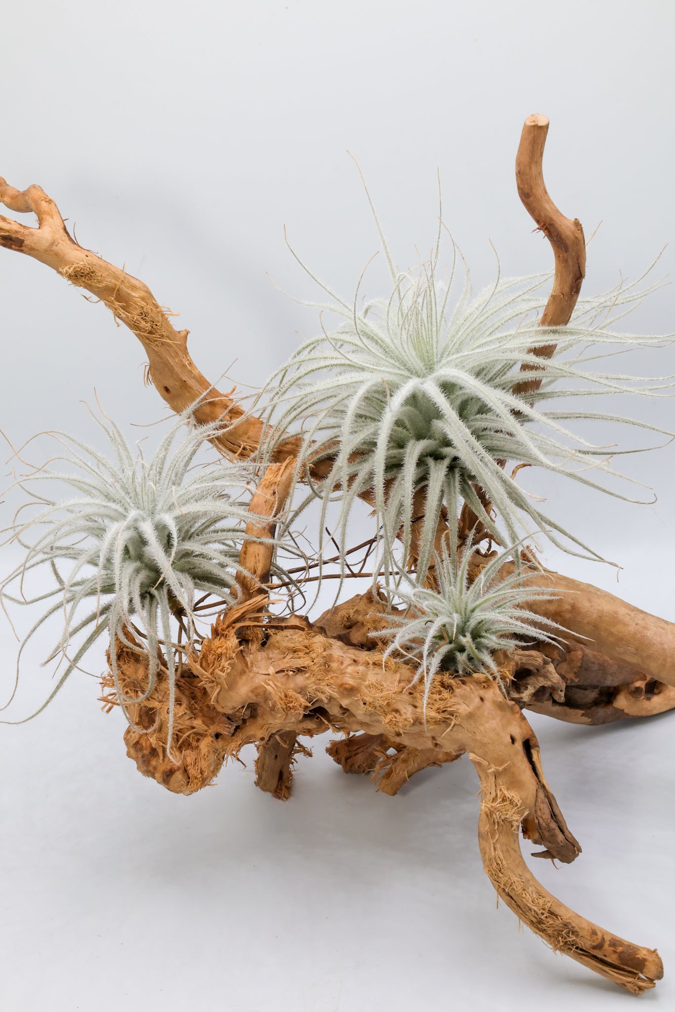 T. tectorum 'Equador'