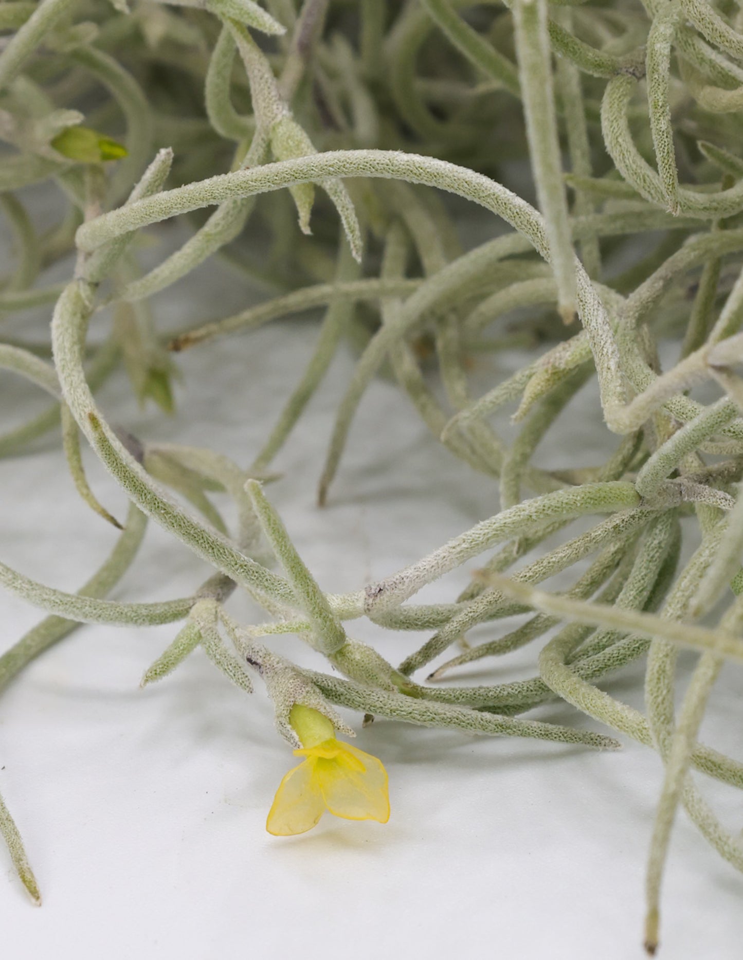 T. usneoides Spanish moss 'Fragrant Orange Flower'