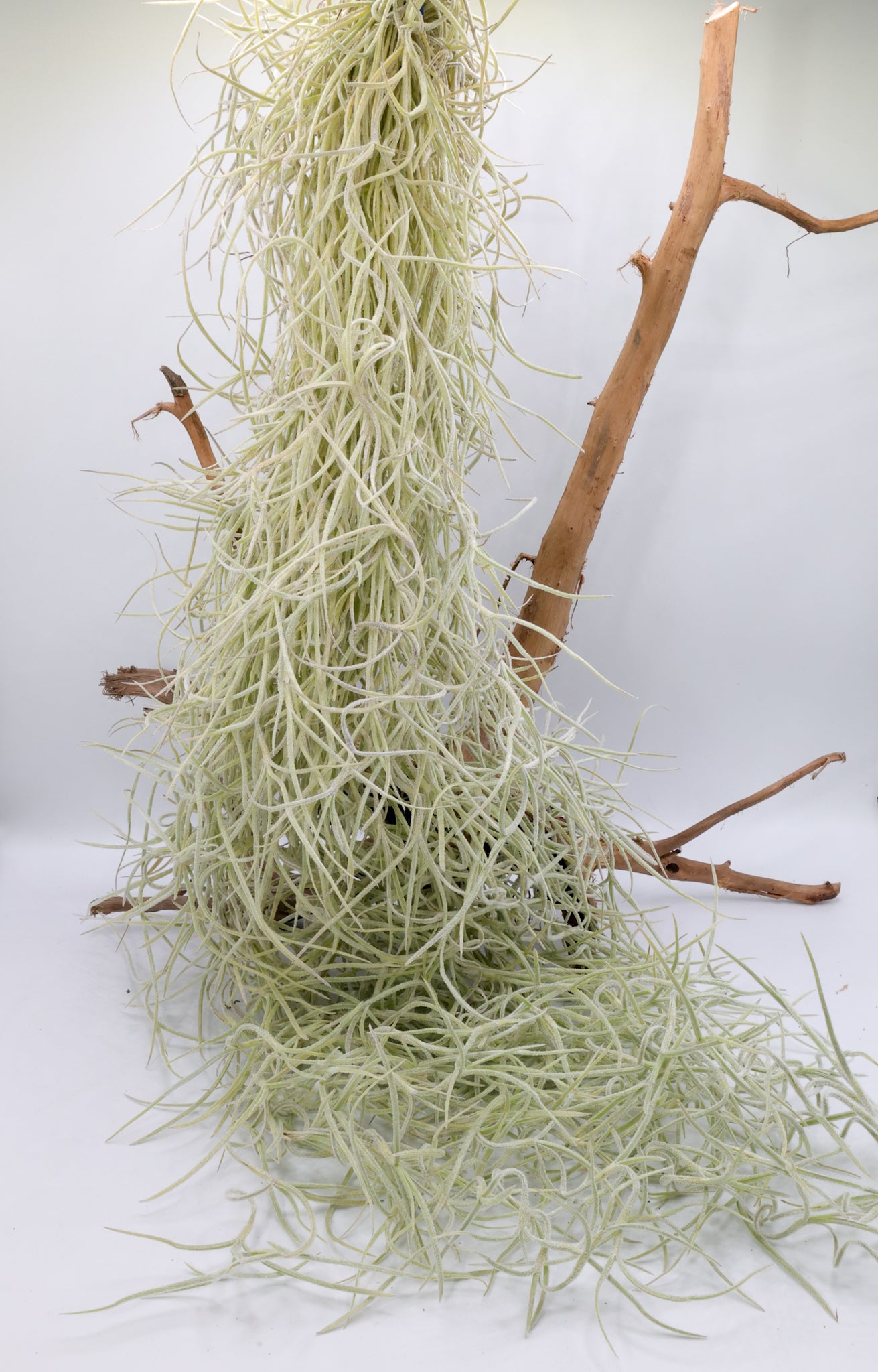 T. usneoides Spanish Moss 'Thick'