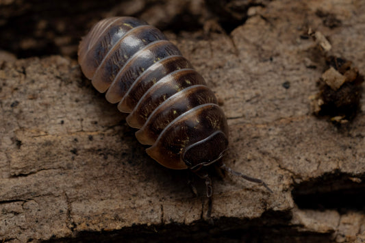 Armadillium vulgare 'Punta Cana'