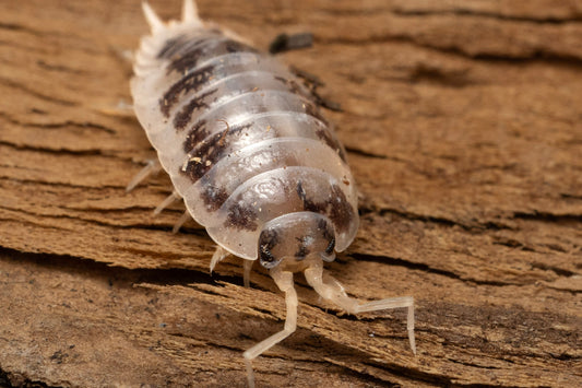 Porcellio laevis 'Dairy Cow'