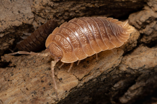 Porcellio dilatatus 'Giant Canyon'