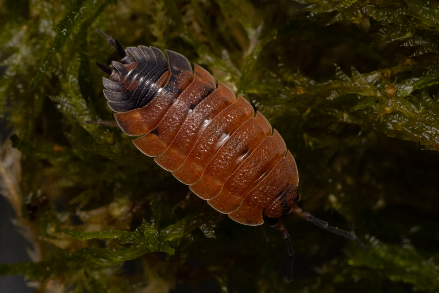 Porcellio scaber 'Lava'