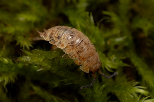 Porcellio scaber 'Orin's Calico'