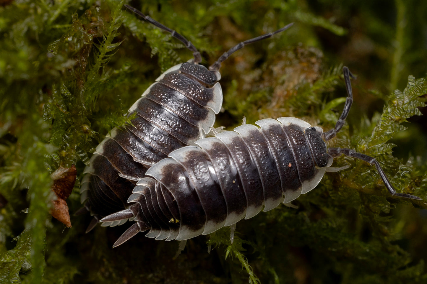 Porcellio sevilla