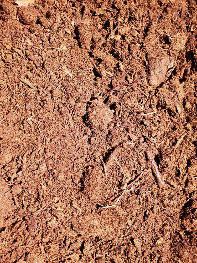 Peat Moss