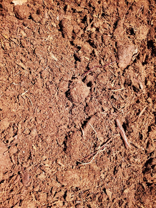 Peat Moss