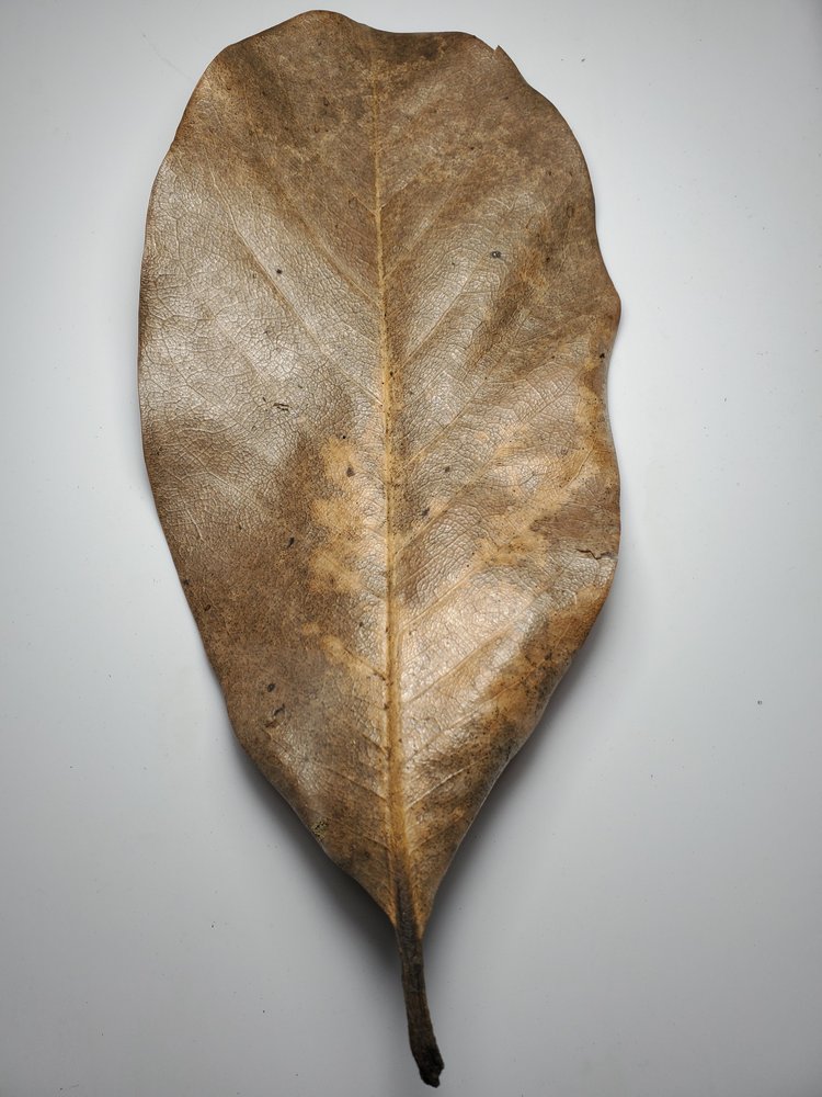 Magnolia Leaves