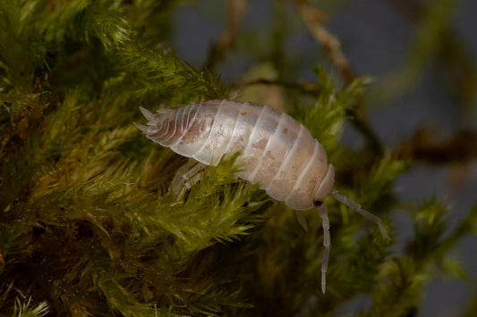 Porcellio laevis 'Milkback'