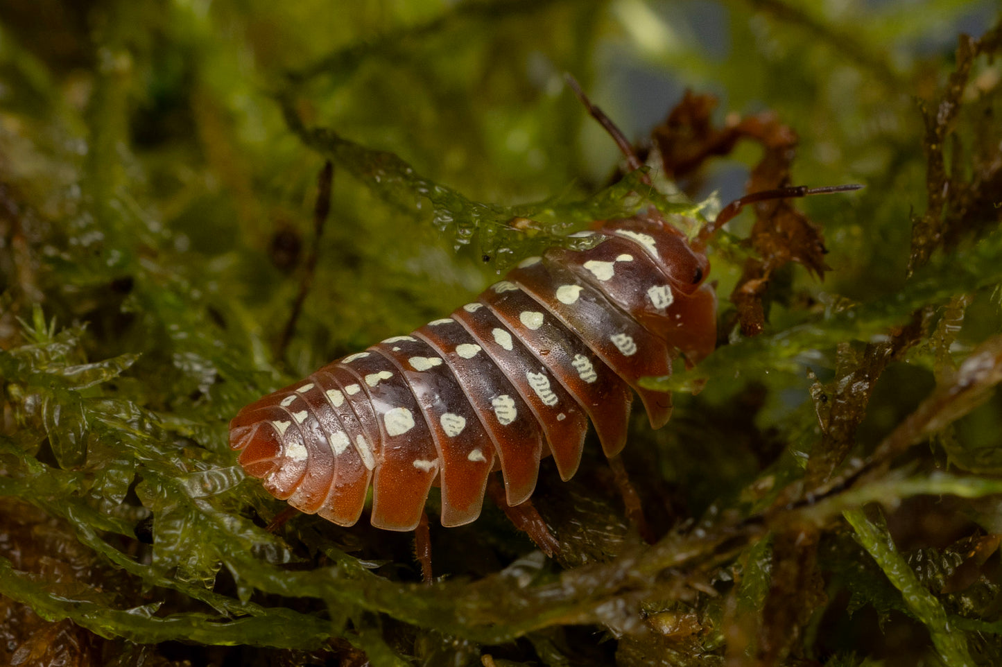 Armadillidum klugii 'Dubrovnik'