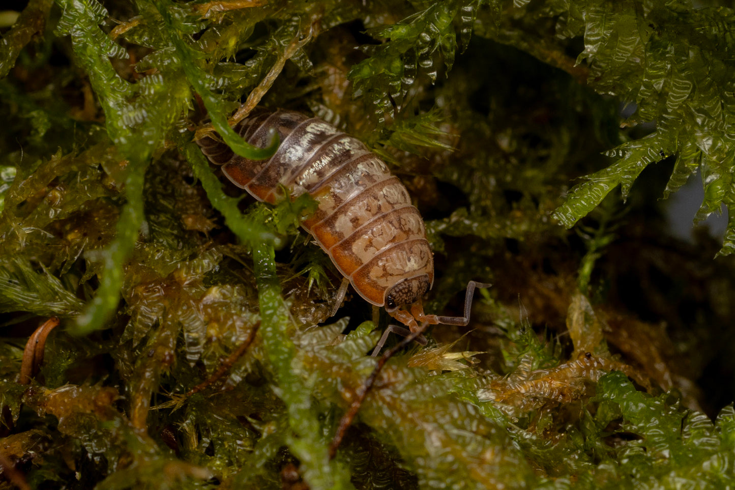 Porcellionides virgatus 'Big Pine Key'