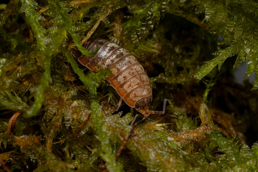 Porcellionides virgatus 'Big Pine Key'