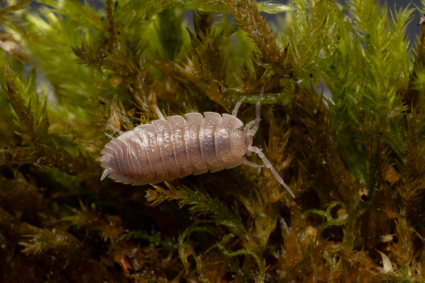 Porcellio incanus