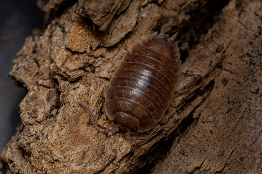 Porcellio laevis 'Caramel'