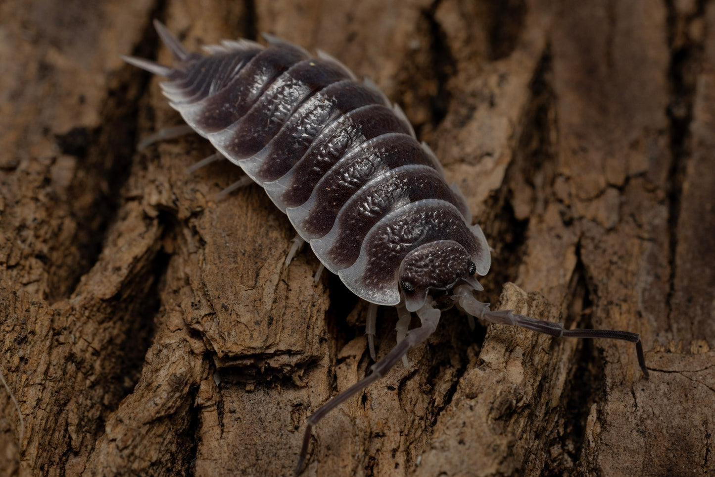 Porcellio hoffmanseggi "Titans"
