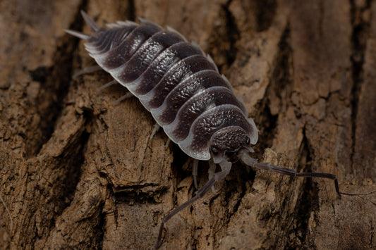 Porcellio hoffmanseggi "Titans"