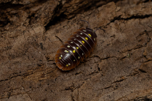 Armadillidium klugii 'Montenegro Clown'