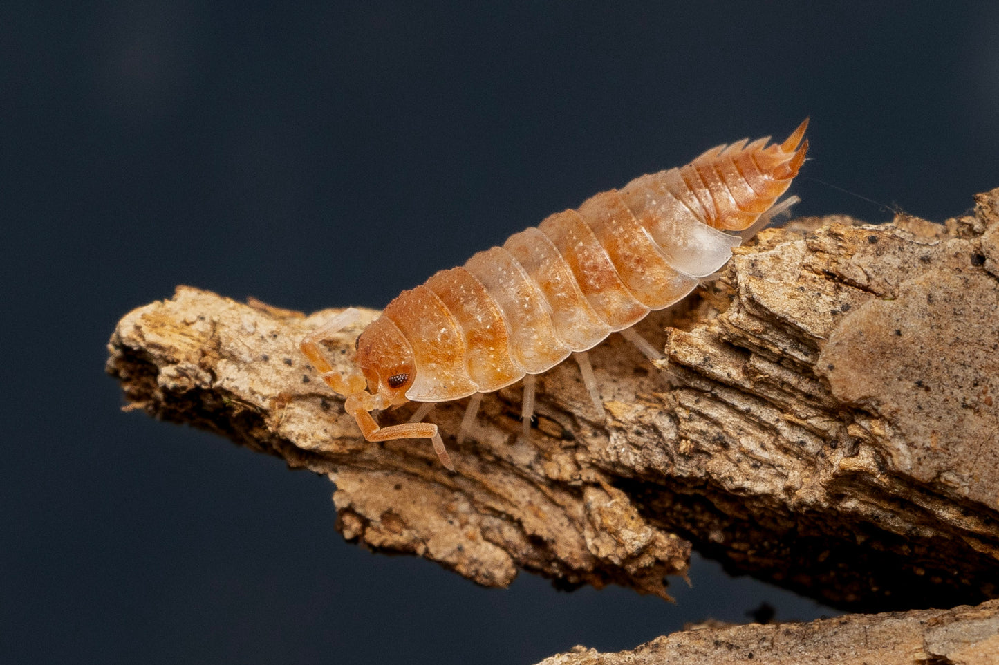 Porcellio scaber 'Orange Koi'