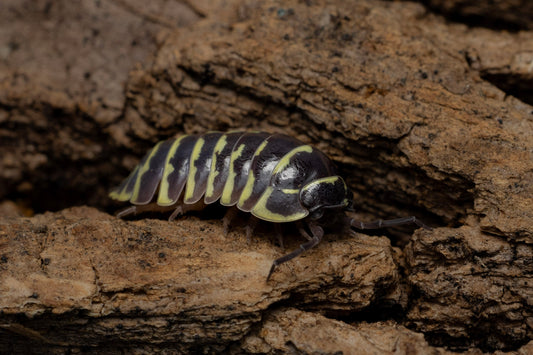 Armadillidium maculatum 'Yellow Zebra'