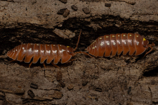 Armadillidium klugii 'Orange Clown'