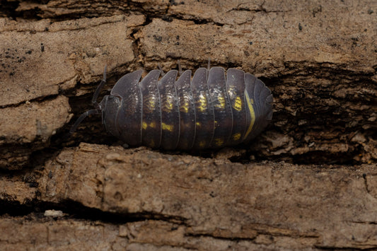 Armadillidium granulatum
