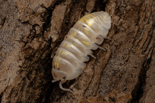 Armadillidium vulgare 'Japanese Magic Potion'