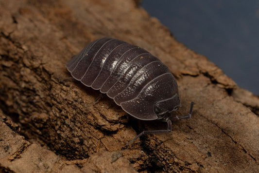 Armadillidium frontirostre