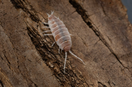 Porcellionides pruinosus 'Orange Cream'