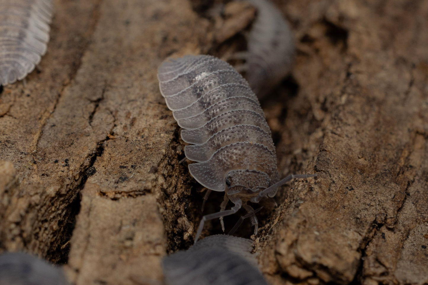 Armadillidium peraccae