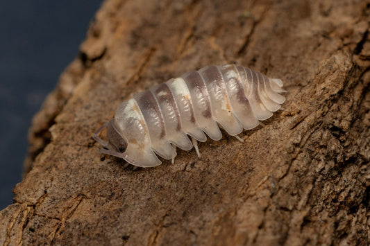 Armadillidium c.f. espanyoli 'Marbalized'