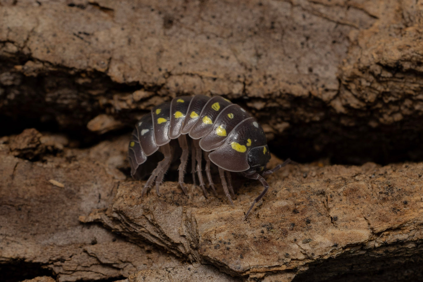 Armadillidium frontetriangulum