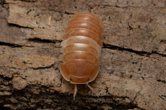 Cubaris sp. 'Red Panda'