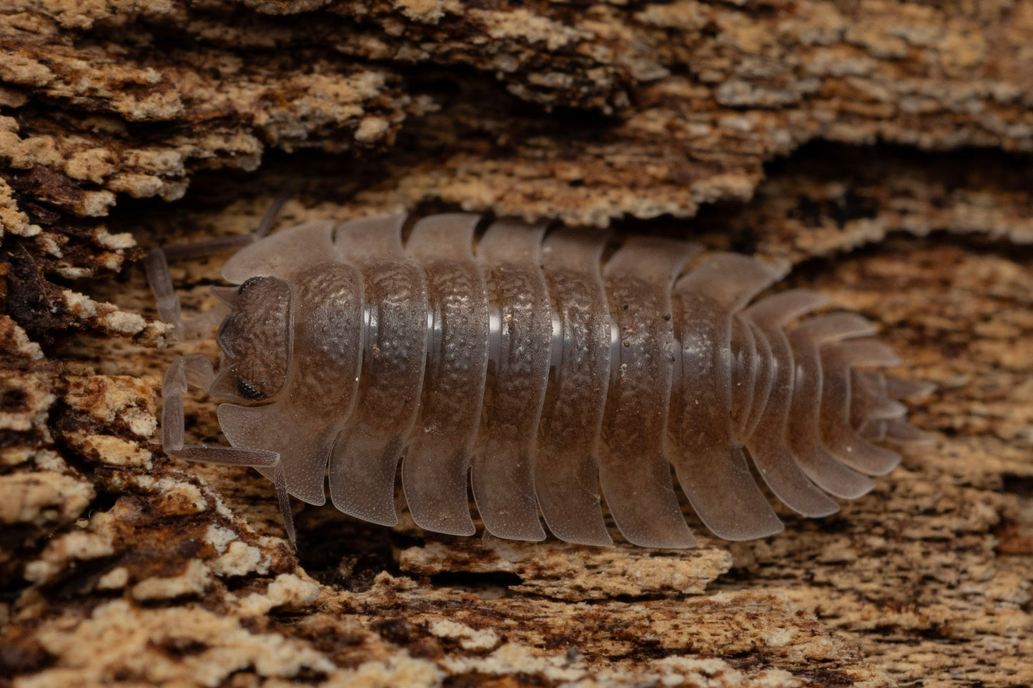 Trachelipus trilobatus